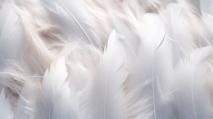  a close up of white feathers with a blurry image of the feathers on the back of the feathers is a blurry background.