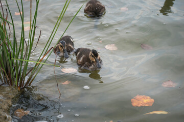 the duck swims in the water