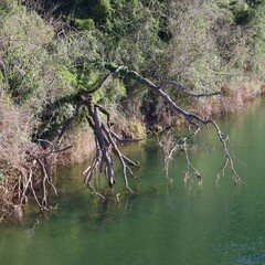 river in the forest with branches from tree over the water