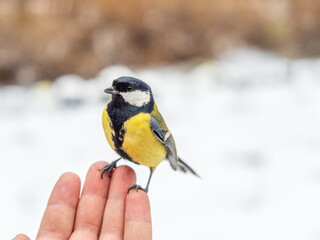 Naklejka premium A tit sits on a man's hand and eats seeds.