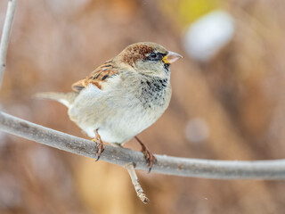 Sparrow sits on a branch without leaves.