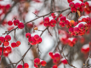 Frozen red apples covered with snow on a branch on a blured background