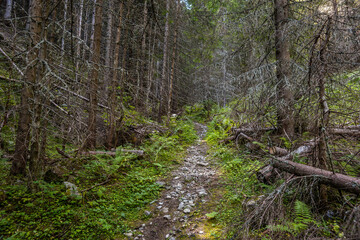 Trekking and downhill route in dark thick forest. Summer mountain landscape in Pirin national park, Bulgaria.