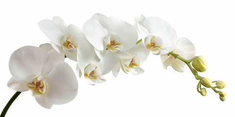 Fototapeta na wymiar isolated orchid on white background, orchidee backgrounds for spa, cosmetic floral banner.