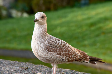 Young seagull resting on top of a spotlight