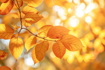 Fototapeta premium Autumn leaves on blurred background, close-up. Nature background