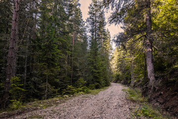 Obraz premium ATV road in dark coniferous forest above Bansko ski resort in summer.