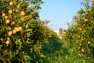 Fototapeta na wymiar beautiful oranges in the garden in winter in Cyprus 2