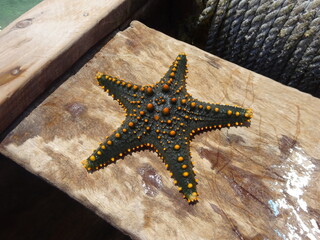 STARFISH ON A BOAT