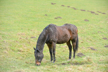 Dirty mare- bay horse grazing happily, but covered in mud and dirt after rolling in field.
