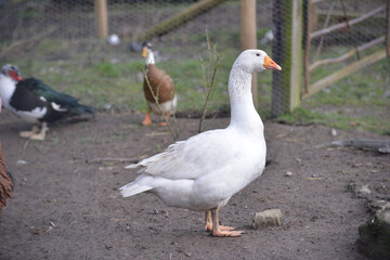 Large white goose, roams free outdoors enjoying the freedom it gets to be free but in large pen to protect from foxes and other predators.