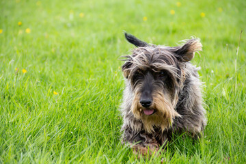 Beautiful long haired dachshund dog running across grassy field on a sunny summers day enjoying being outdoors in the Shropshire countryside. 