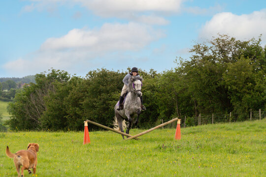 Large grey horse being ridden by a young woman jumps a home made cross pole  jump in a field in the English countryside, enjoying working together.