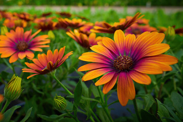 Beautiful African daisy (Osteospermum). Cape Daisy close-up