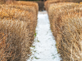 Trimmed branches without leaves in a winter park