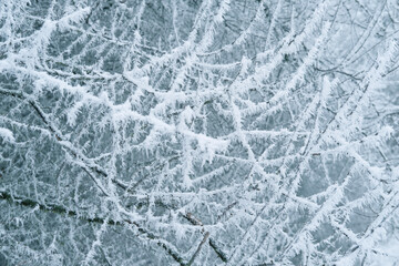 beautiful crystal frost on foliage and tree branches, frosty morning, winter weather concept,...