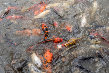 Bright Orange Koi Carp fish in outdoor water garden pond