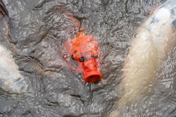 Bright Orange Koi Carp fish in outdoor water garden pond. 