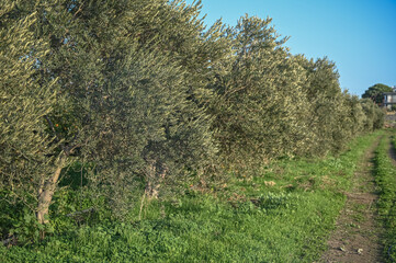 olive trees in the garden in winter in Cyprus 3