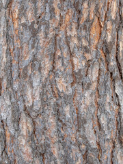 Bark texture and background of a old fir tree trunk. Detailed bark texture. Natural background