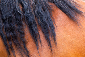 Closeup of a mare's mane with impeccable details