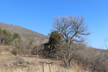 tree in the desert
