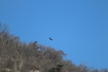 birds in flight