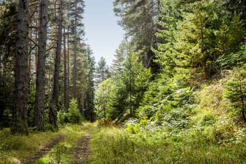 Abandoned road from Banderishka meadow to the closed Academica hut. Summer mountain landscape in Pirin national park, Bulgaria.