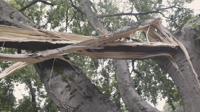 Camera pans splintered and shredded tree branch after serious wind storm