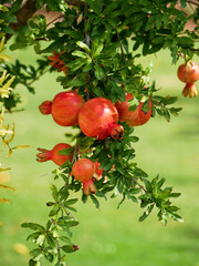 Blooming pomegranate tree with fruits