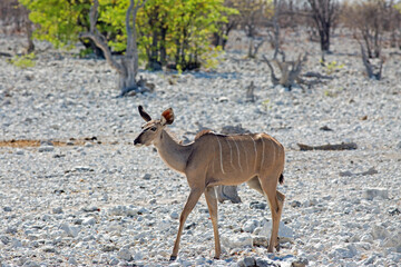 Full Framed Female Greater Kudu (Tragelaphus strepsiceros) walking on the dry rocky terrain in Etosha National Park