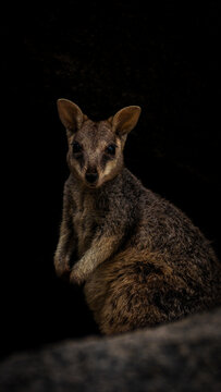 Rock wallabie