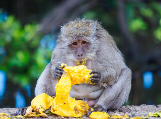 Group of monkeys sitting and eating mangoes
