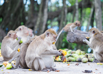Group of monkeys sitting and eating mangoes