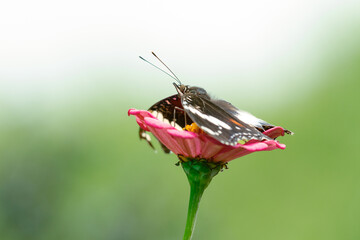 A Butterfly collecting nectar from a flower, animal closeup 