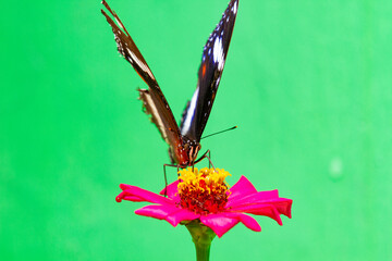 A Butterfly collecting nectar from a flower, animal closeup 