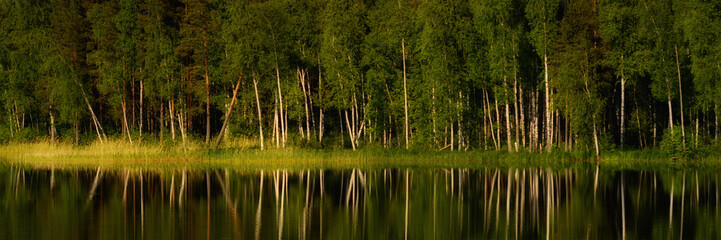 coastal birches with white trunks and lush foliage and pine trees are beautifully reflected on the...