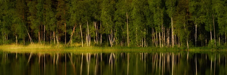 Photo sur Plexiglas Bouleau coastal birches with white trunks and lush foliage and pine trees are beautifully reflected on the water surface of the forest lake. panoramic widescreen summer serene landscape