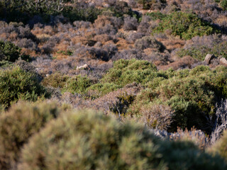 Drought on the island of Crete.