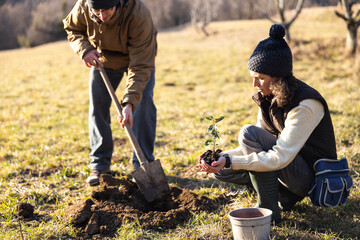 Environmental Biologists Planting Laurel Plants as Part of an Experiment for Insects Repellent...