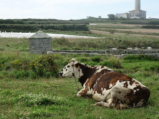 Vache devant le Lavoir sur l'île de Batz