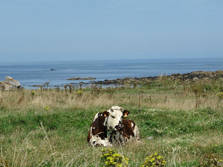 Vache sur l'île de Batz en Bretagne