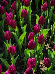 Colorful tulip blooming garden with amazing light  - 718390360