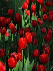 Colorful tulip blooming garden with amazing light  - 718390362