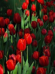 Colorful tulip blooming garden with amazing light  - 718390368