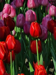 Colorful tulip blooming garden with amazing light  - 718390370
