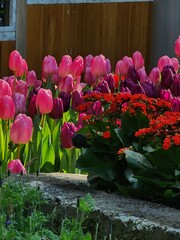 Colorful tulip blooming garden with amazing light  - 718390387