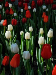 Colorful tulip blooming garden with amazing light  - 718390398
