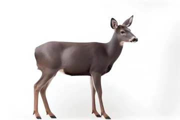 Deurstickers female roe deer © Touseef
