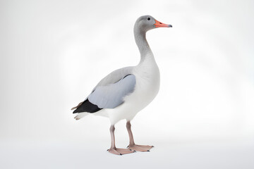Fototapeta premium white goose on the beach
